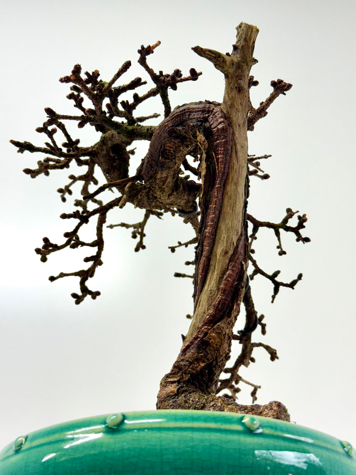 Specimen Kifu Sized European Larch Bonsai Tree.