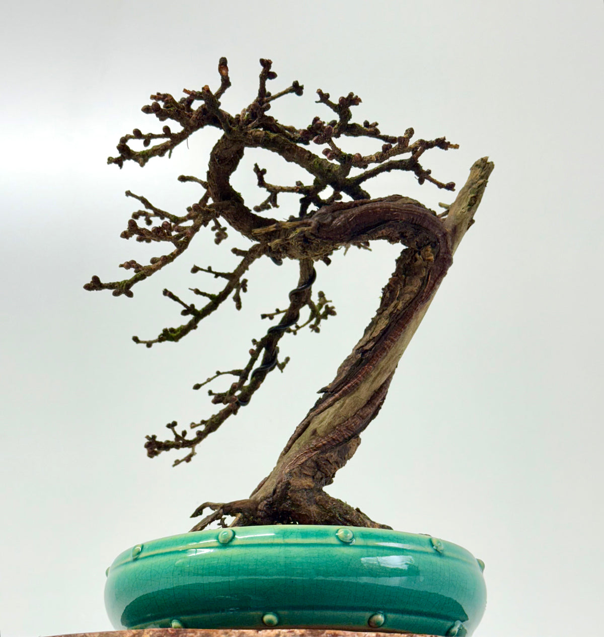 Specimen Kifu Sized European Larch Bonsai Tree.