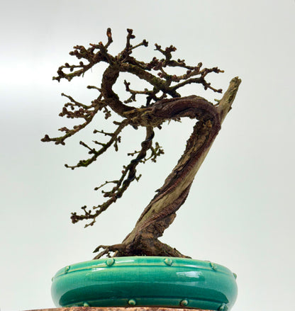 Specimen Kifu Sized European Larch Bonsai Tree.