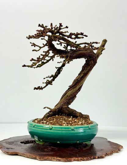 Specimen Kifu Sized European Larch Bonsai Tree.