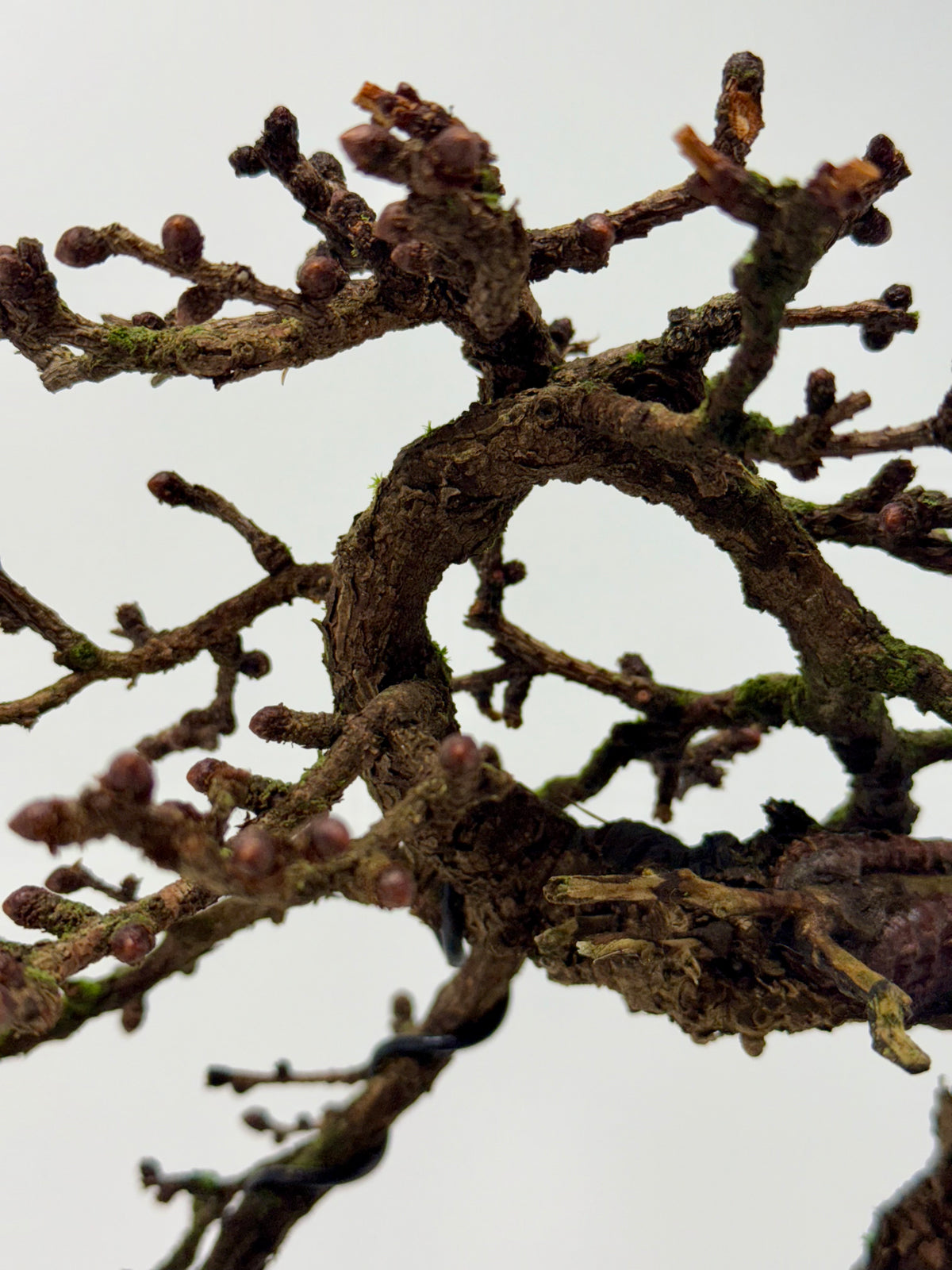 Specimen Kifu Sized European Larch Bonsai Tree.