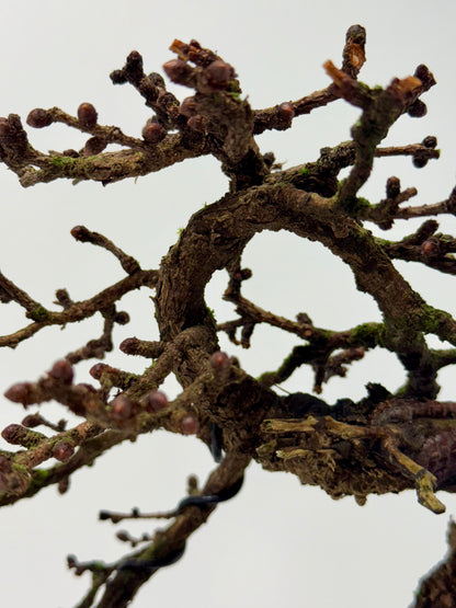 Specimen Kifu Sized European Larch Bonsai Tree.