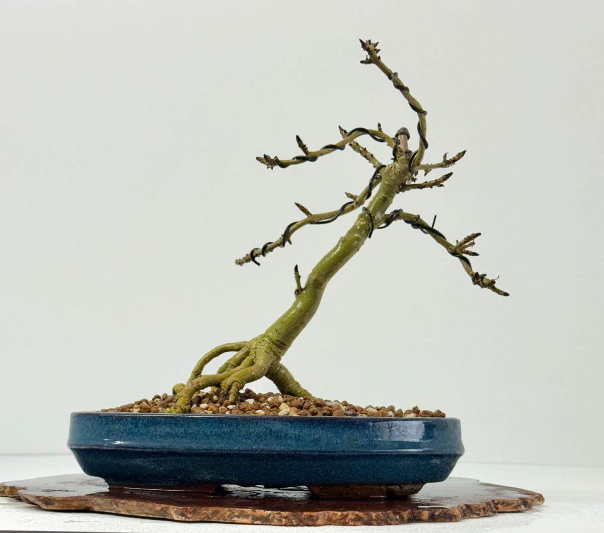 Exposed Root Ash Bonsai Tree