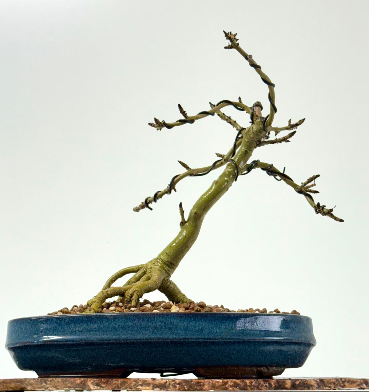 Exposed Root Ash Bonsai Tree