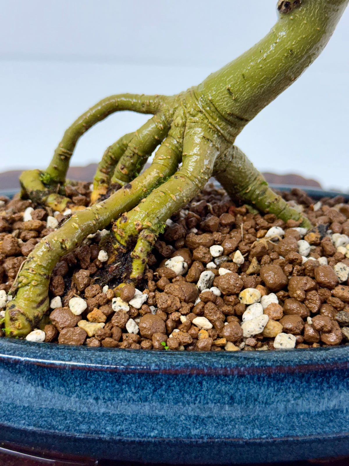 Exposed Root Ash Bonsai Tree