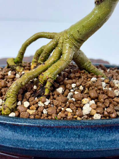 Exposed Root Ash Bonsai Tree