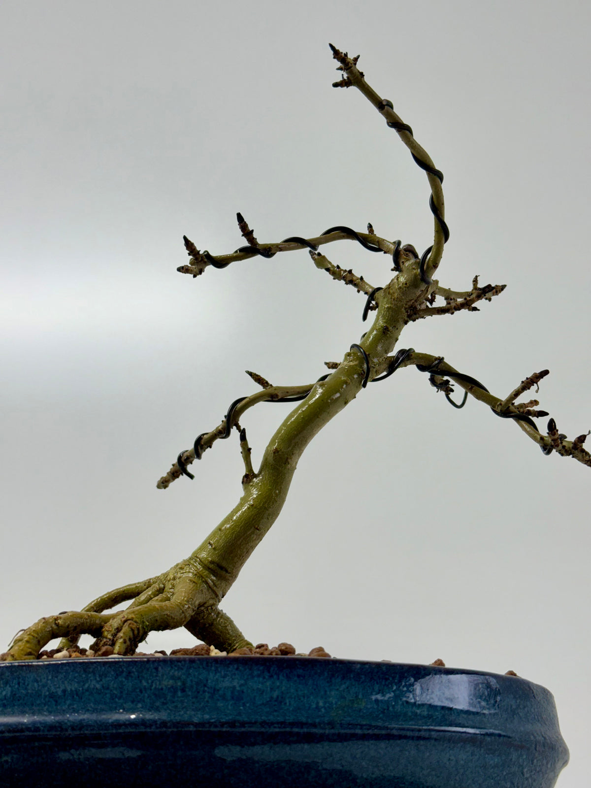 Exposed Root Ash Bonsai Tree