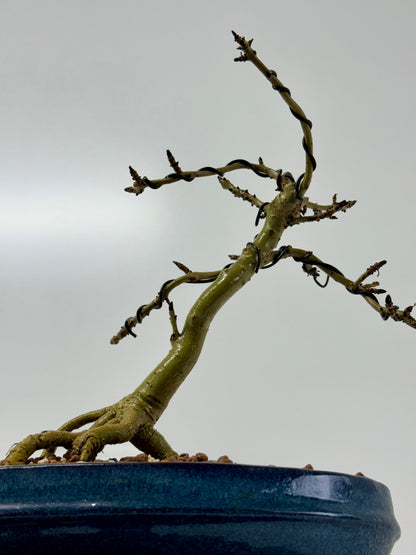 Exposed Root Ash Bonsai Tree