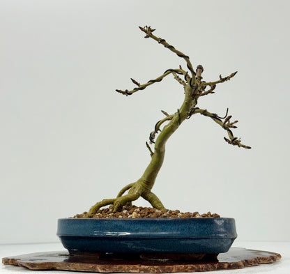 Exposed Root Ash Bonsai Tree