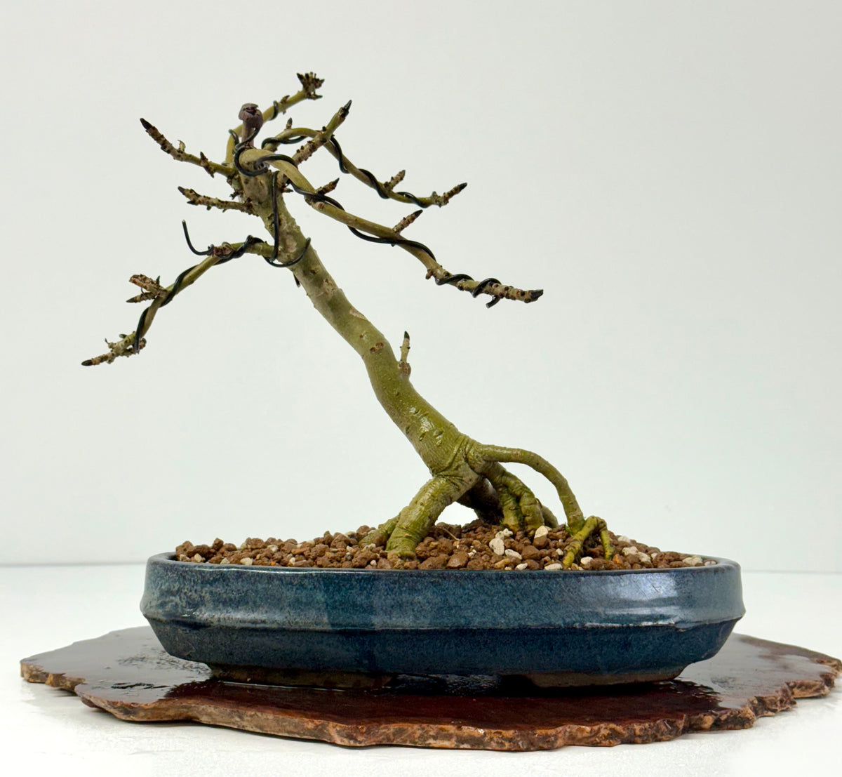 Exposed Root Ash Bonsai Tree