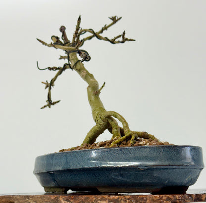 Exposed Root Ash Bonsai Tree