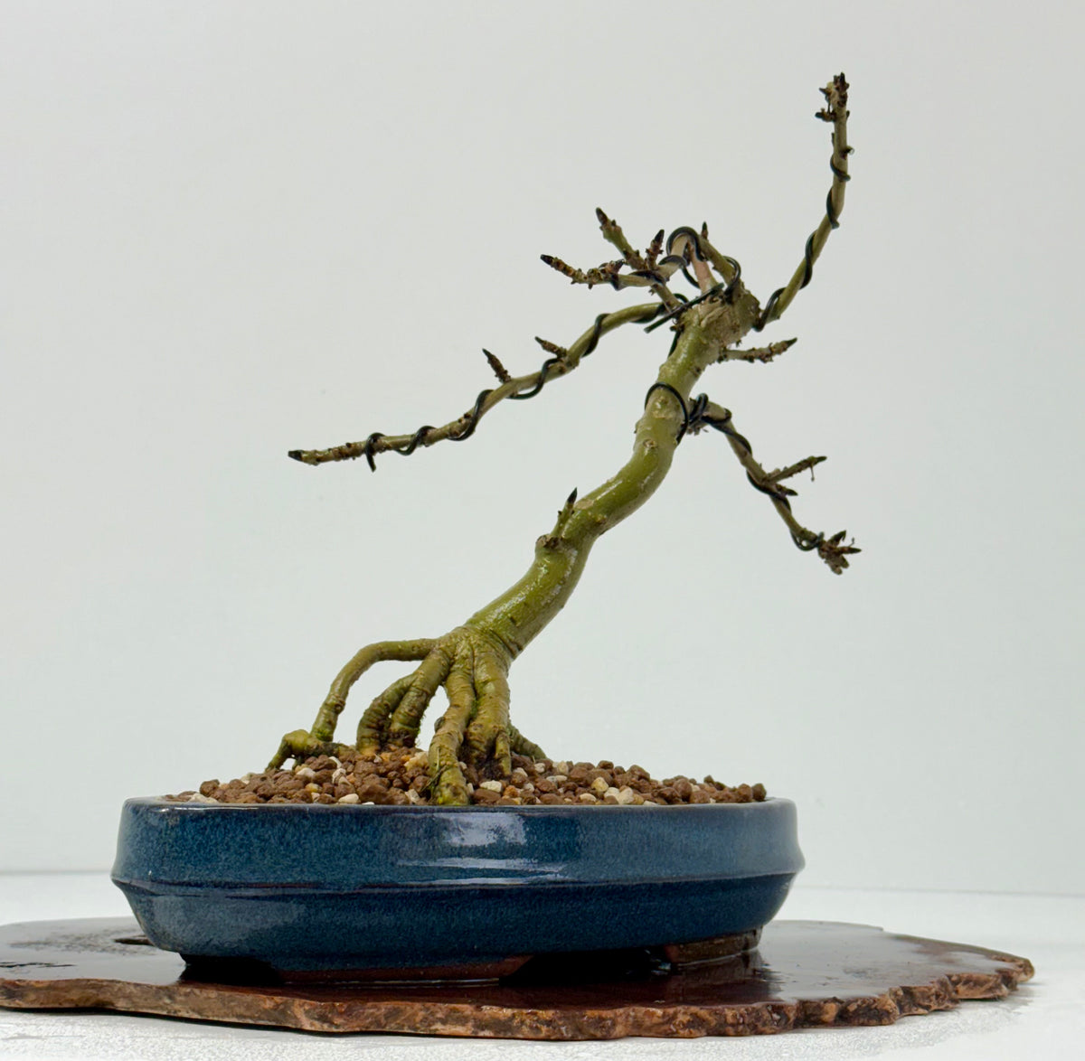 Exposed Root Ash Bonsai Tree