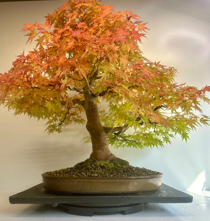 Acer Palmatum - Mountain Maple