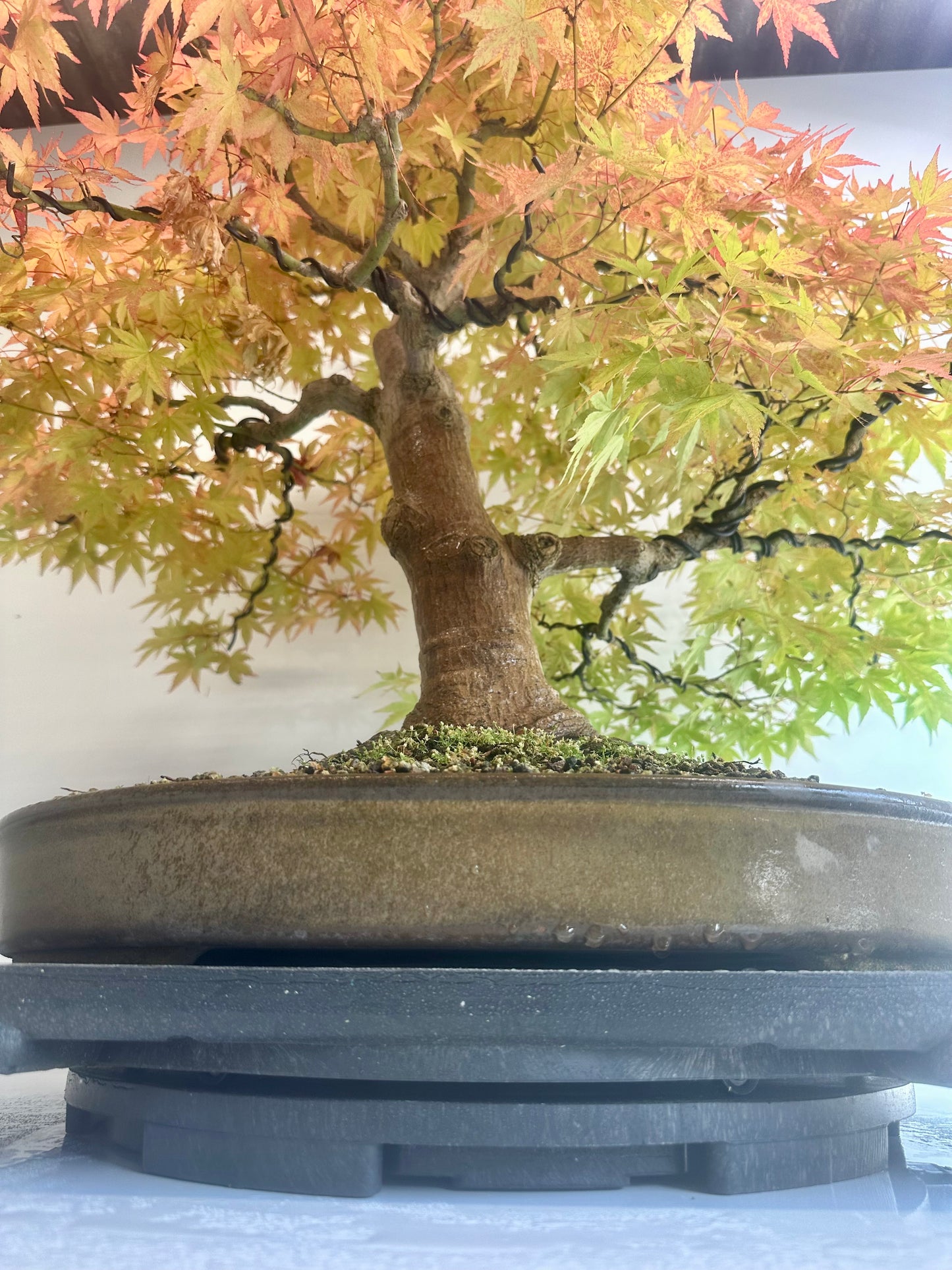 Acer Palmatum - Mountain Maple