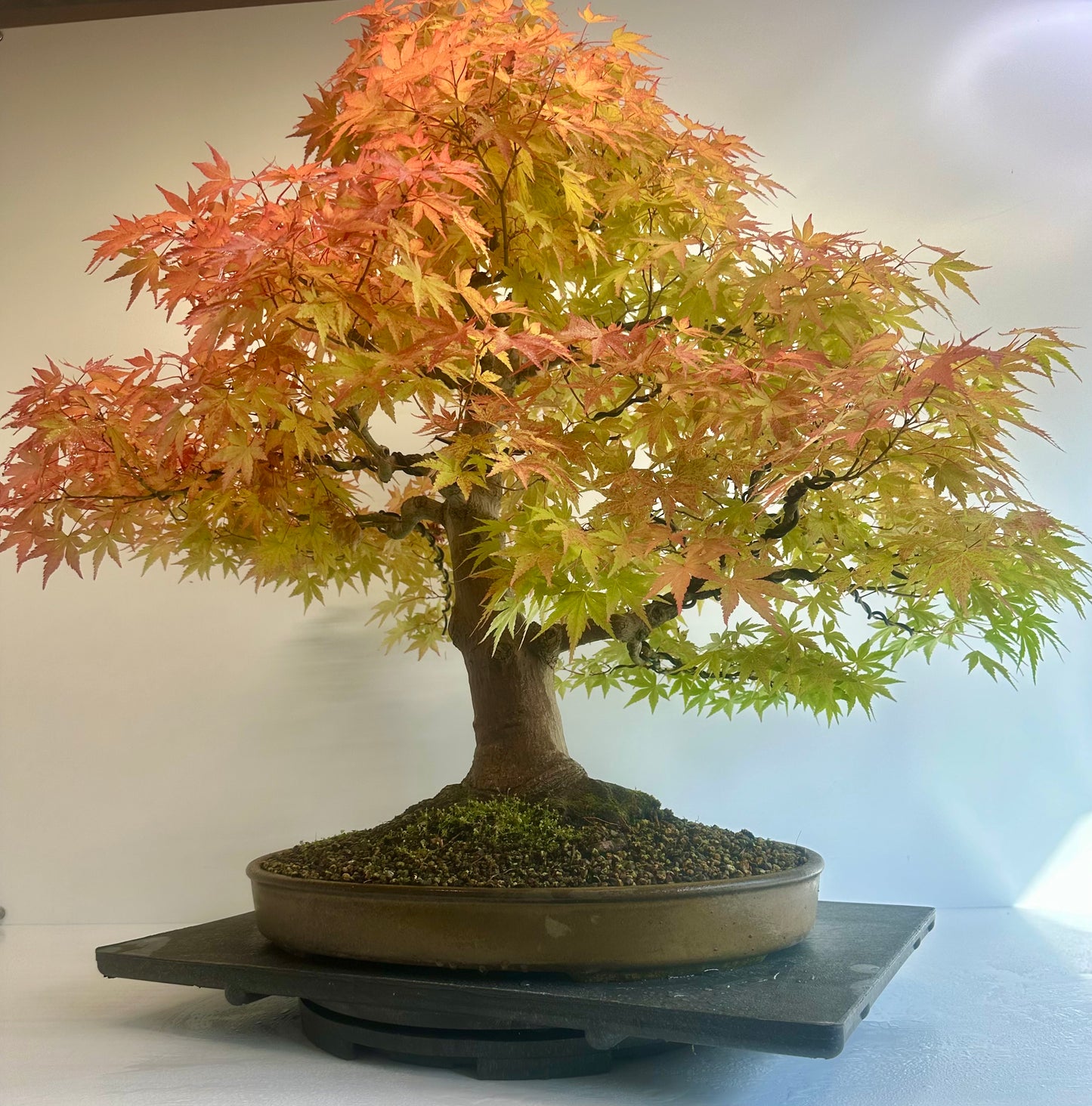 Acer Palmatum - Mountain Maple