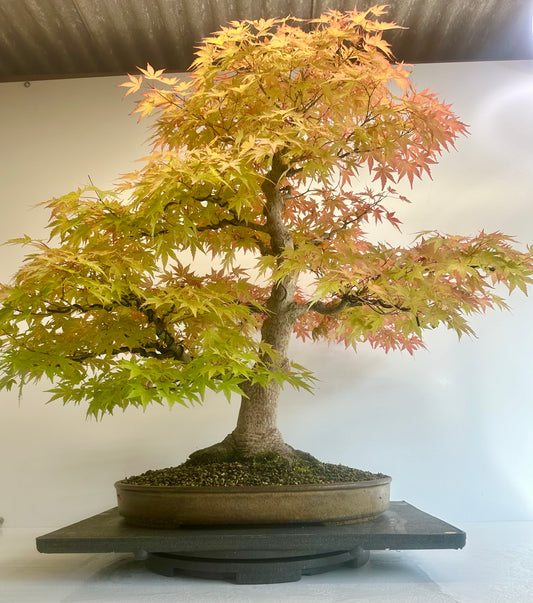 Acer Palmatum - Mountain Maple