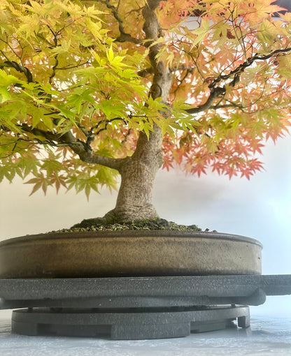 Acer Palmatum - Mountain Maple