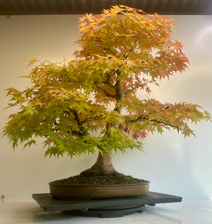 Acer Palmatum - Mountain Maple