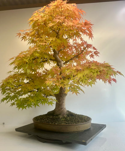 Acer Palmatum - Mountain Maple
