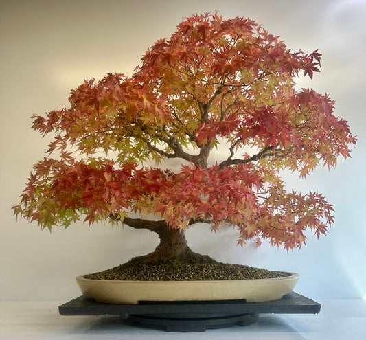 Acer Palmatum - Mountain Maple