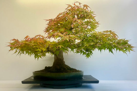 Acer Palmatum - Mountain Maple