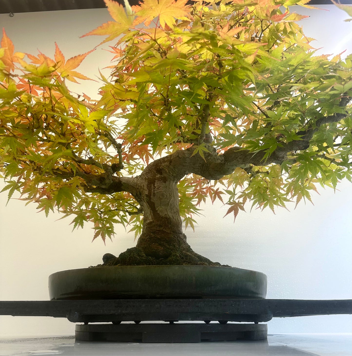 Acer Palmatum - Mountain Maple