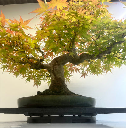 Acer Palmatum - Mountain Maple