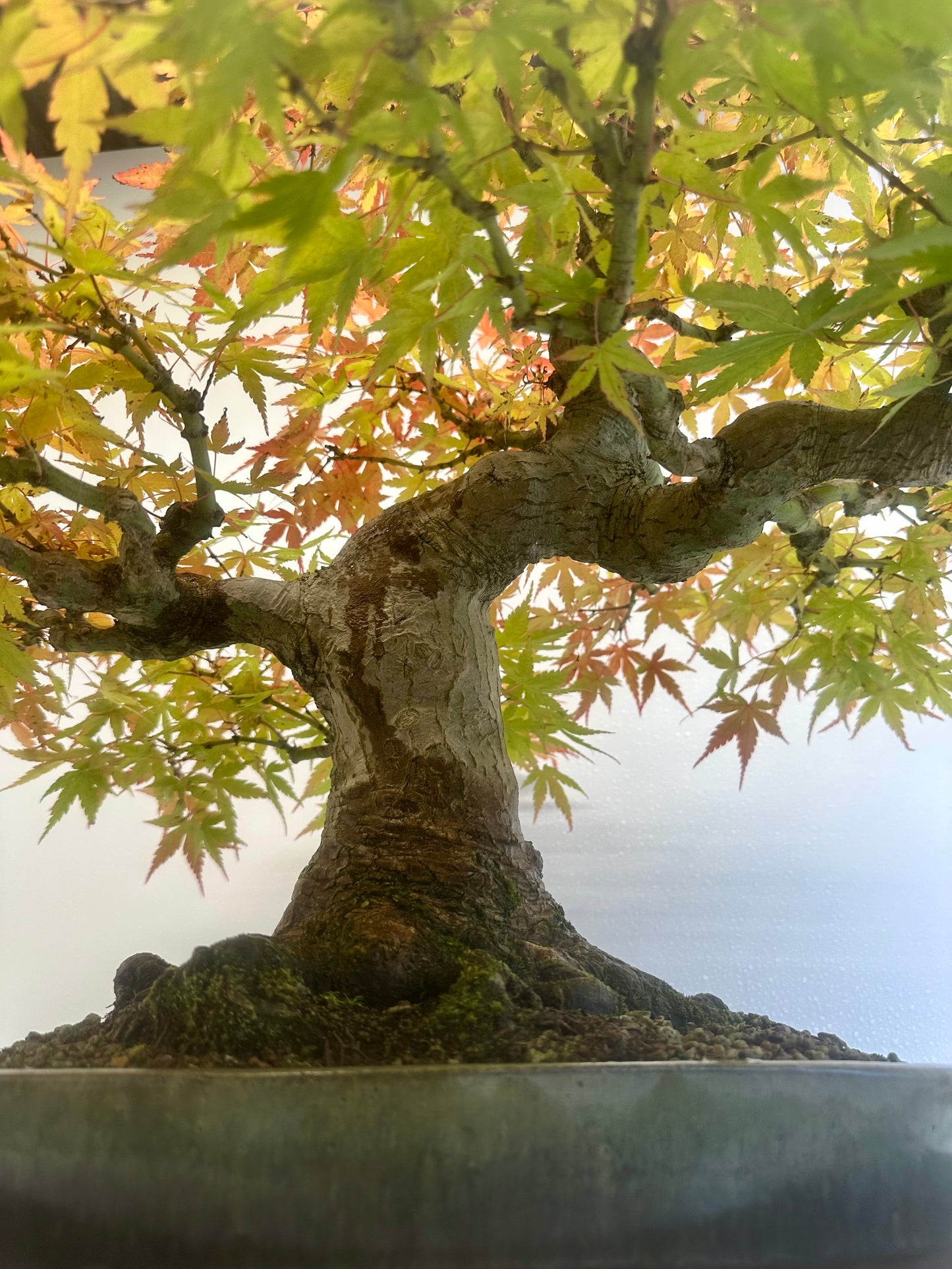Acer Palmatum - Mountain Maple