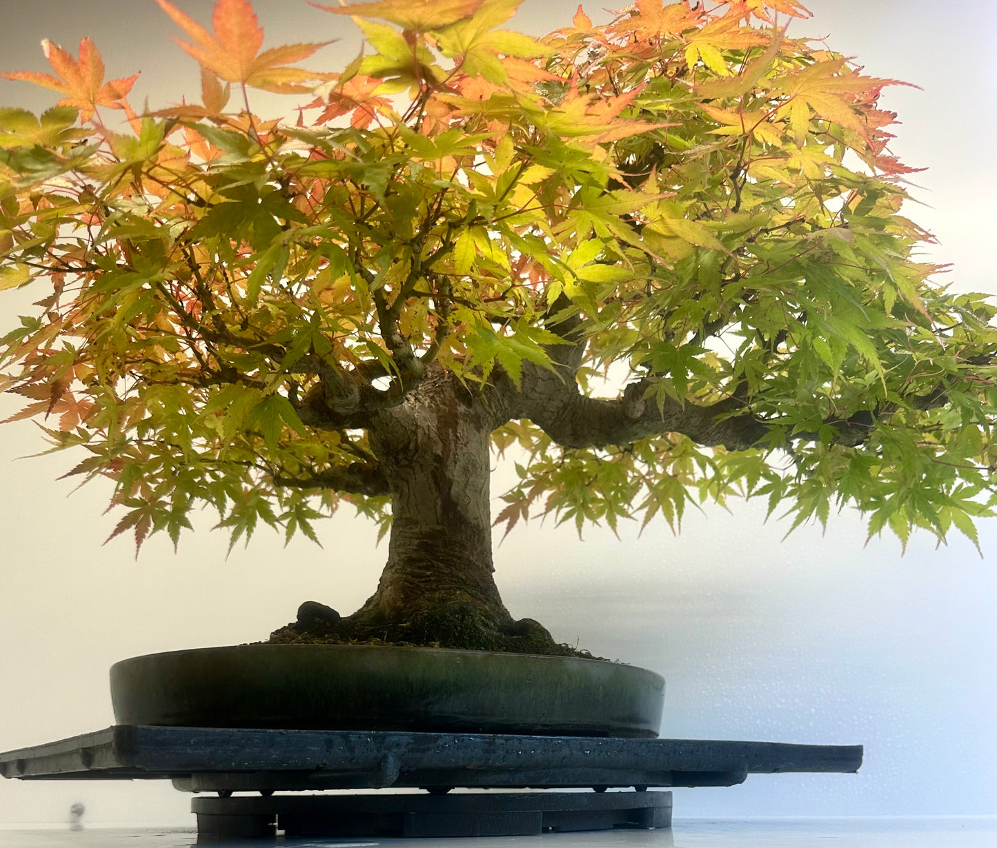 Acer Palmatum - Mountain Maple