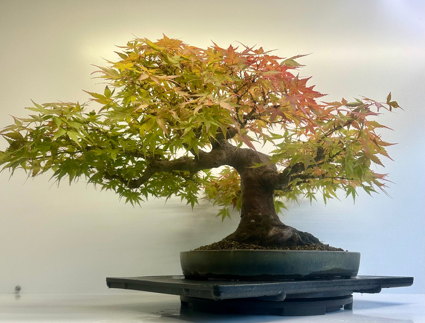 Acer Palmatum - Mountain Maple