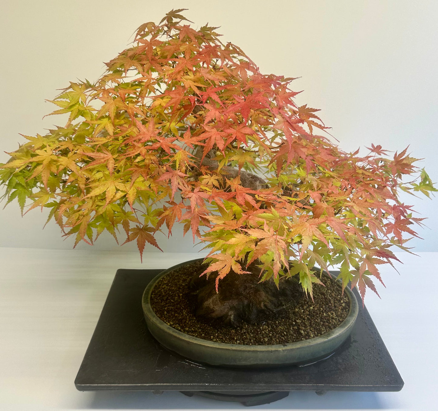 Acer Palmatum - Mountain Maple