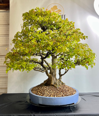 Acer Buergerianum - Trident Maple