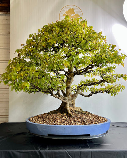 Acer Buergerianum - Trident Maple