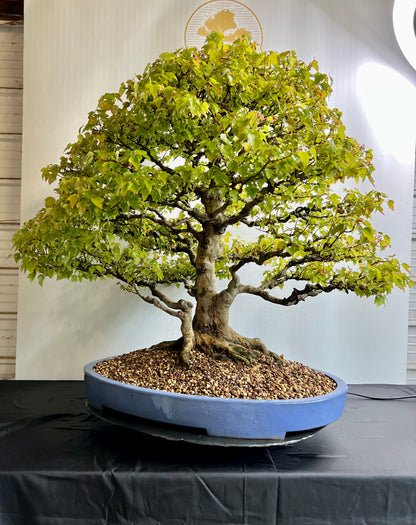 Acer Buergerianum - Trident Maple