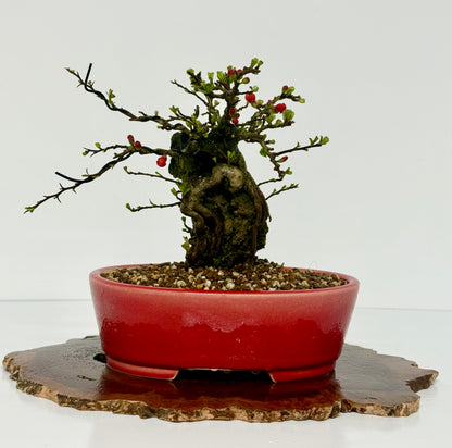 Japanese Quince - Chojubai on rock bonsai tree.
