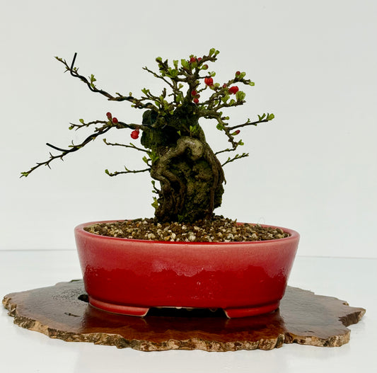 Japanese Quince - Chojubai on rock bonsai tree.