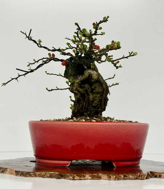 Japanese Quince - Chojubai on rock bonsai tree.