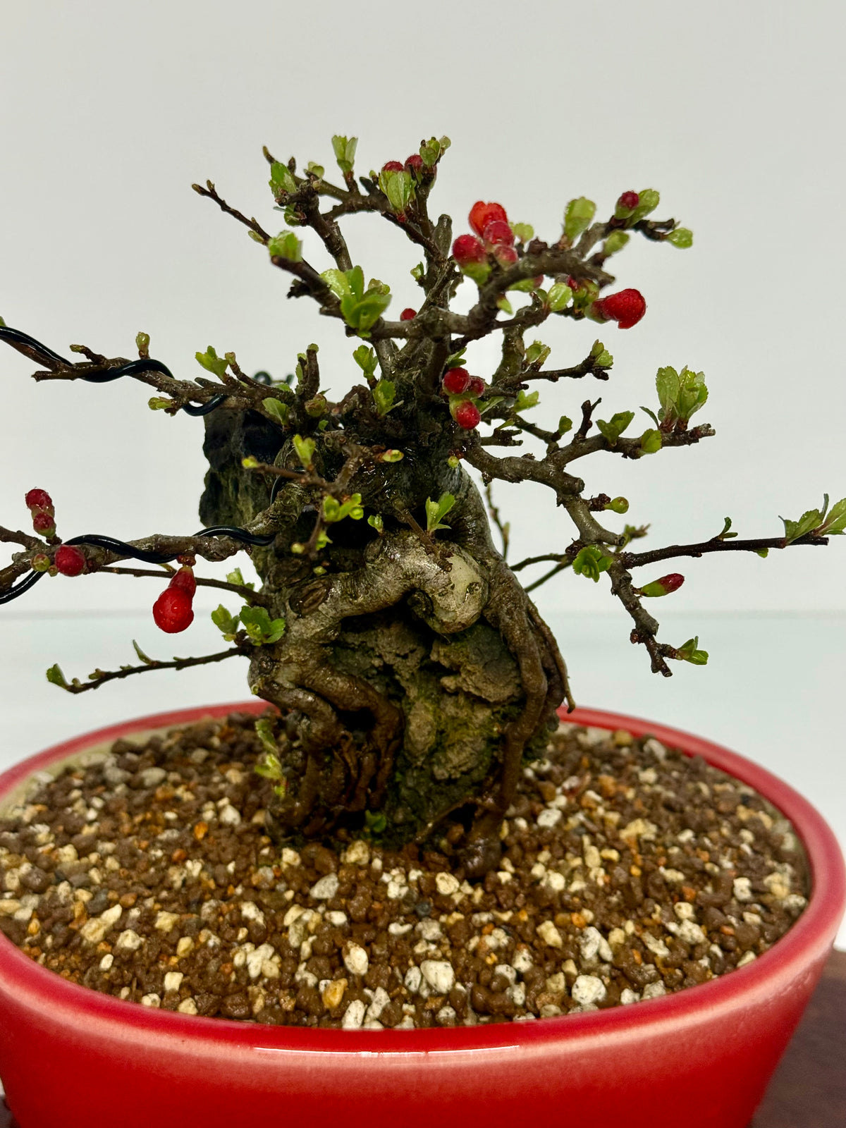 Japanese Quince - Chojubai on rock bonsai tree.