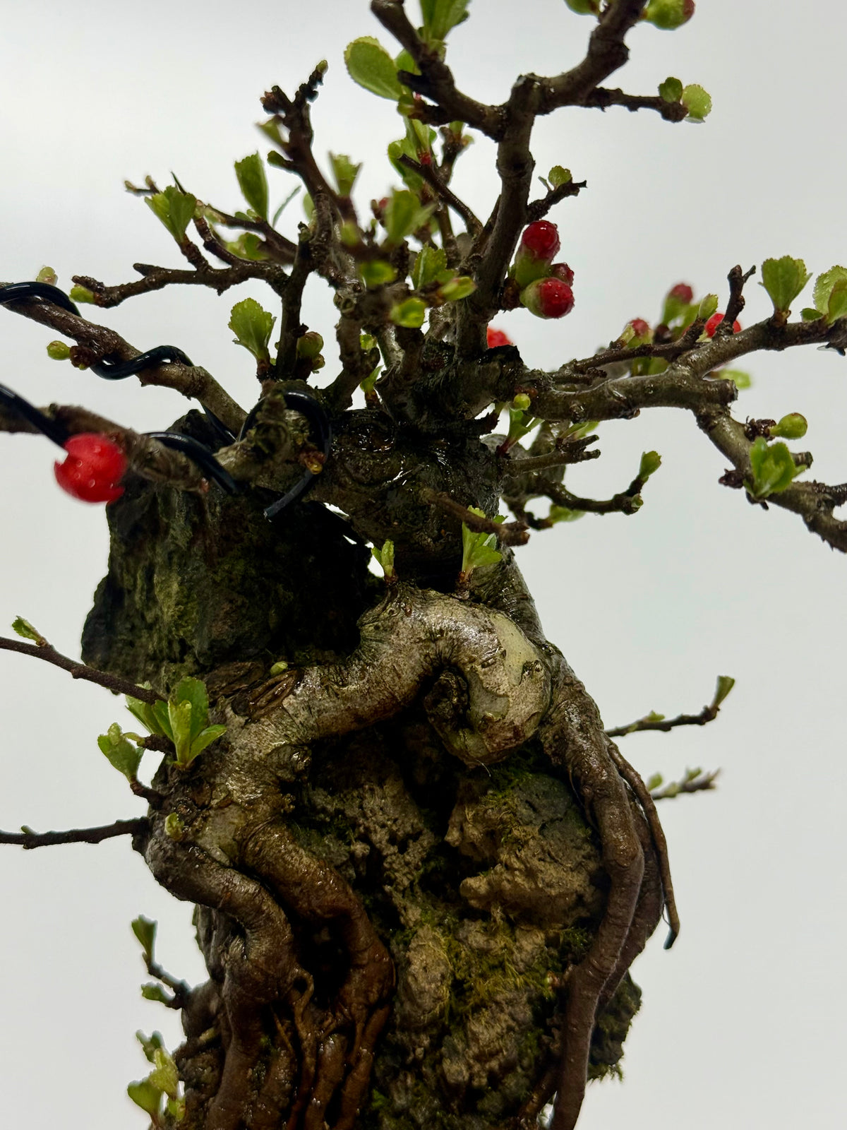 Japanese Quince - Chojubai on rock bonsai tree.
