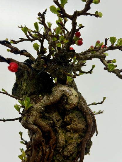 Japanese Quince - Chojubai on rock bonsai tree.