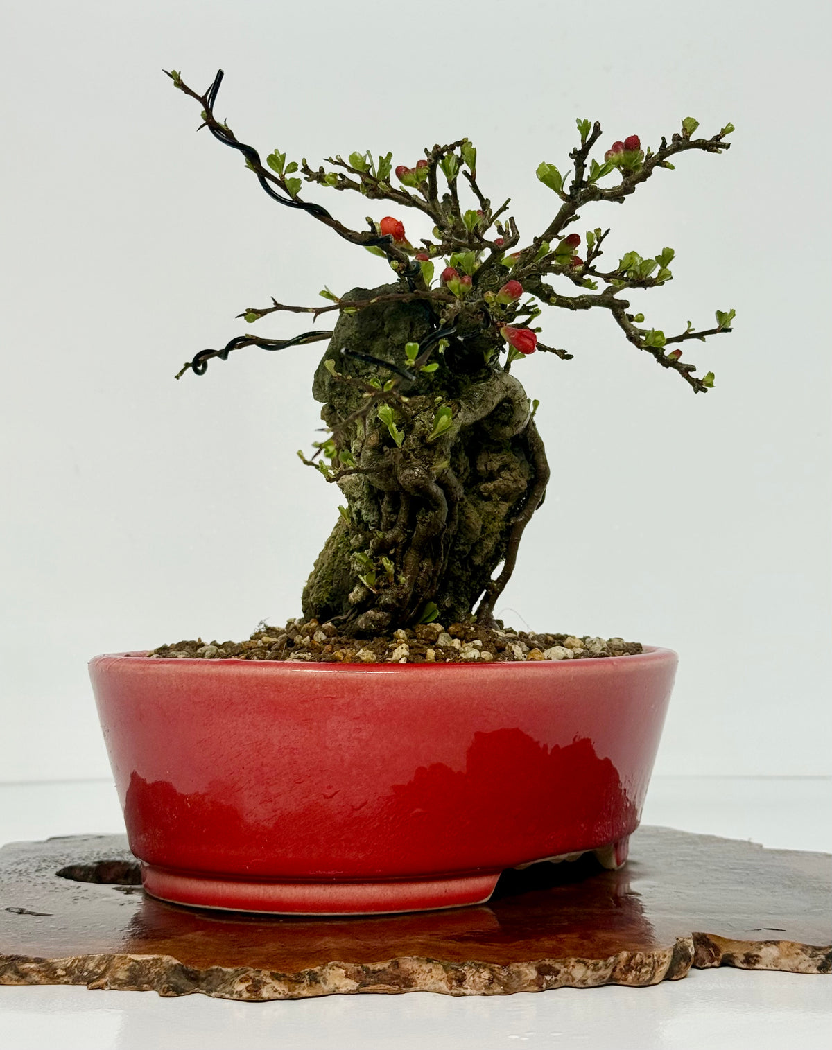 Japanese Quince - Chojubai on rock bonsai tree.