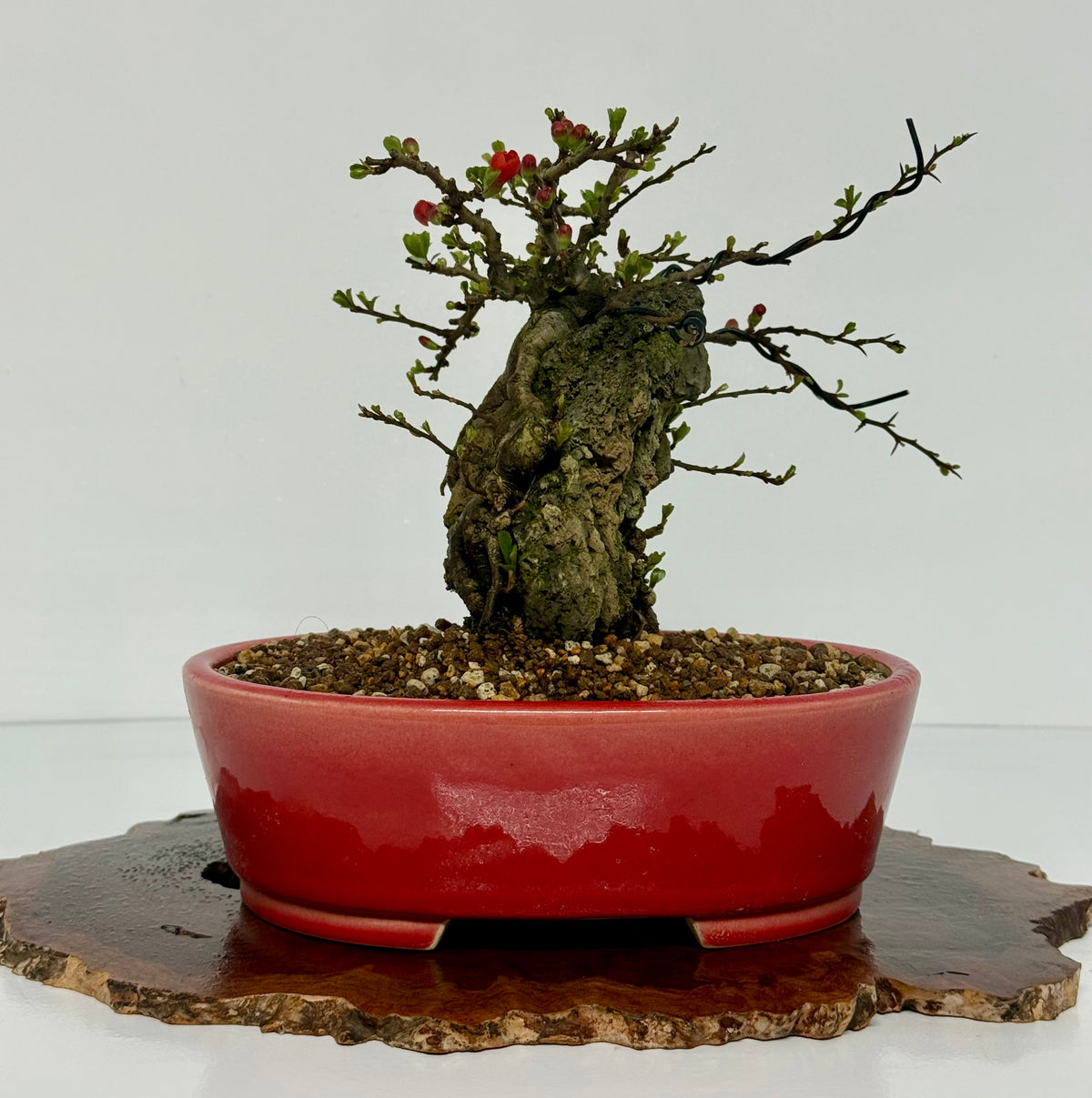 Japanese Quince - Chojubai on rock bonsai tree.