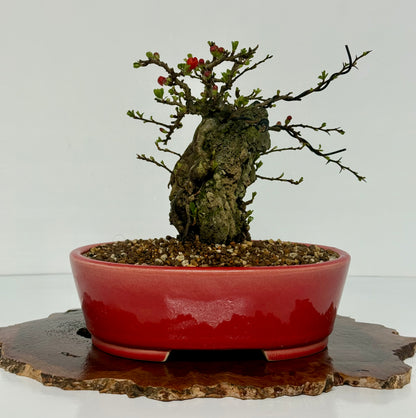 Japanese Quince - Chojubai on rock bonsai tree.