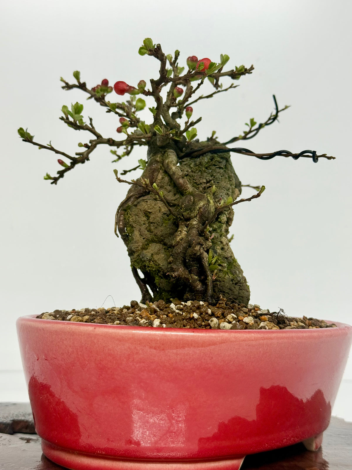 Japanese Quince - Chojubai on rock bonsai tree.