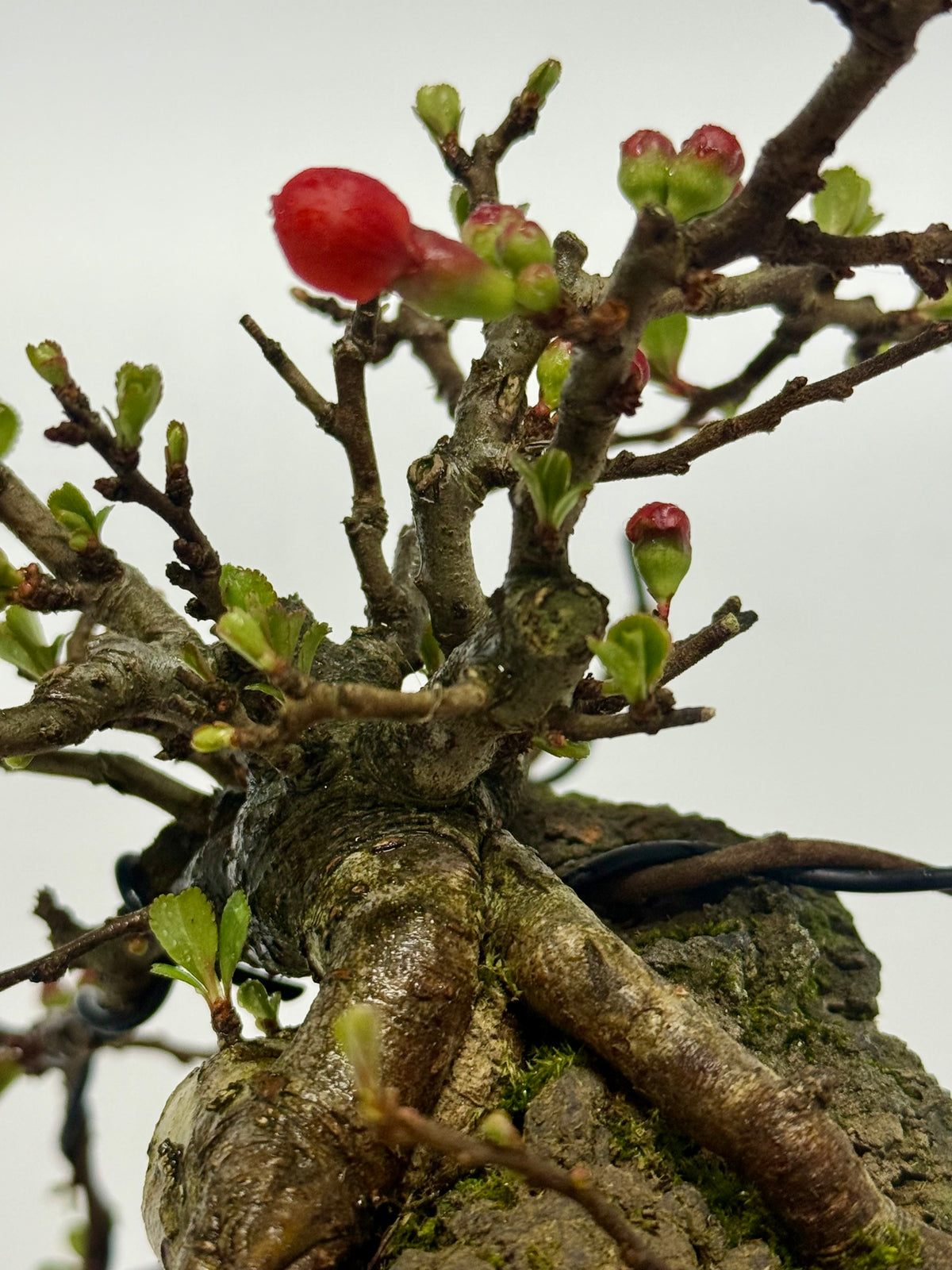 Japanese Quince - Chojubai on rock bonsai tree.