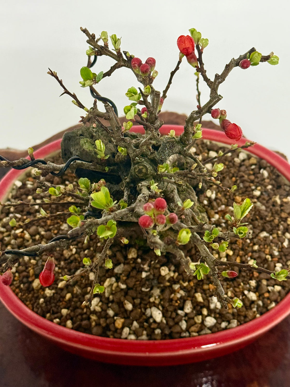 Japanese Quince - Chojubai on rock bonsai tree.