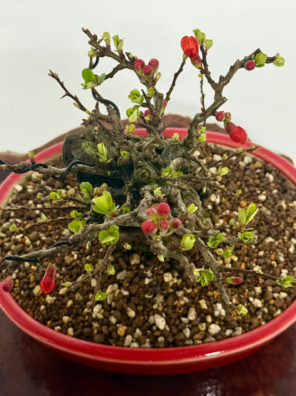 Japanese Quince - Chojubai on rock bonsai tree.