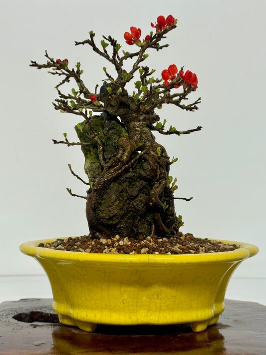 Japanese Quince - Chojubai on rock bonsai tree