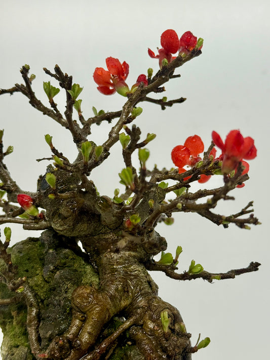 Japanese Quince - Chojubai on rock bonsai tree
