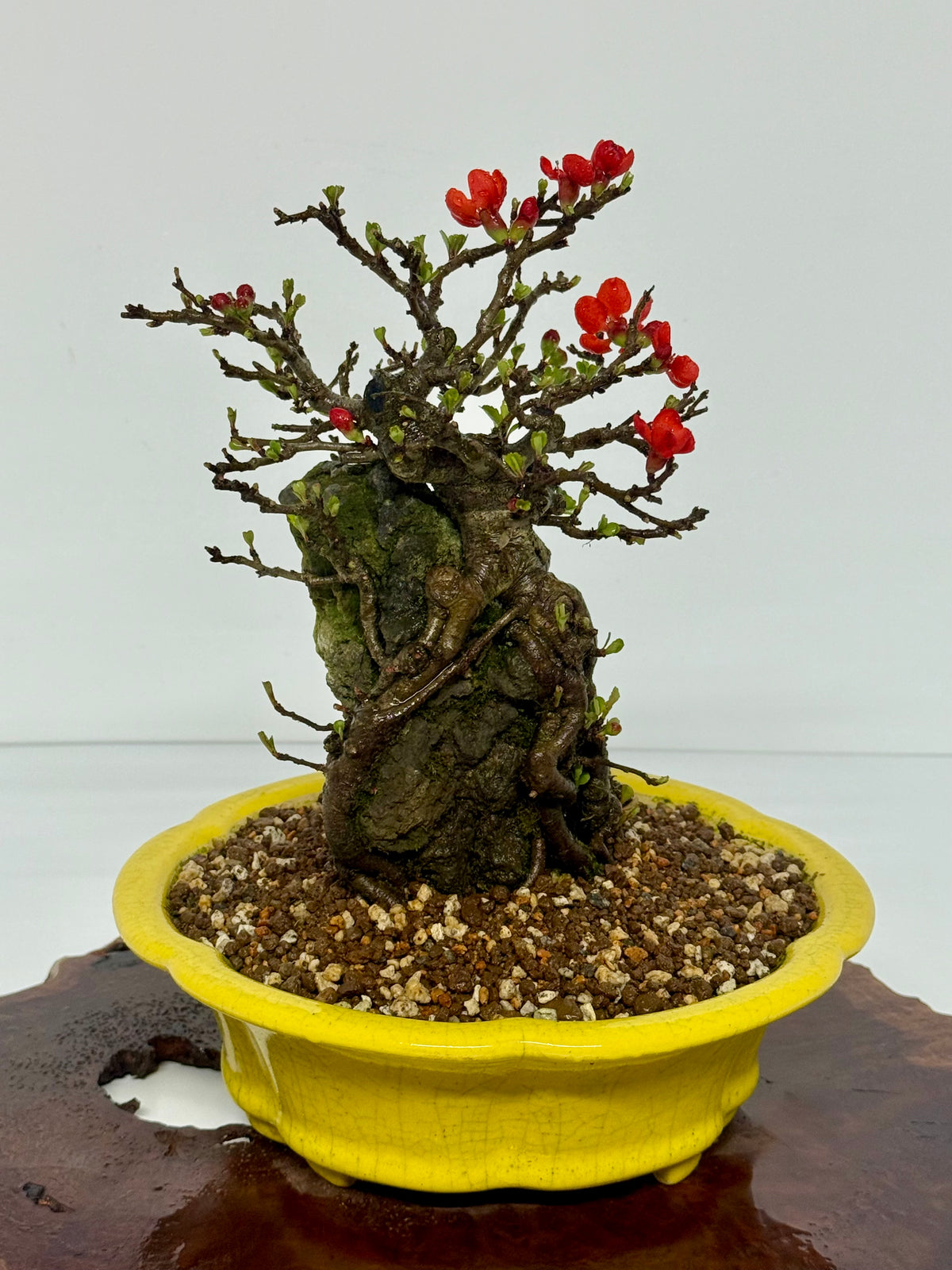 Japanese Quince - Chojubai on rock bonsai tree